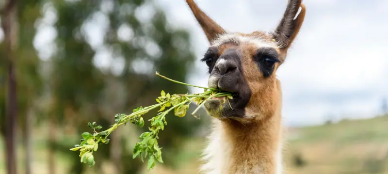 Mâncare Lama