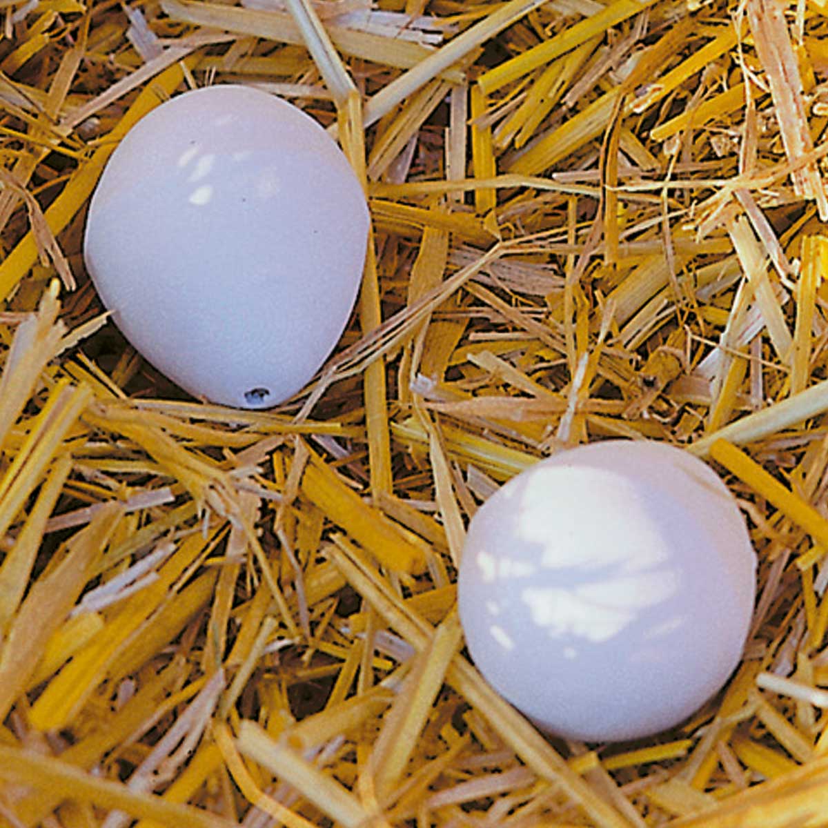 Ouă de cuib din lemn pentru găini (2 buc)