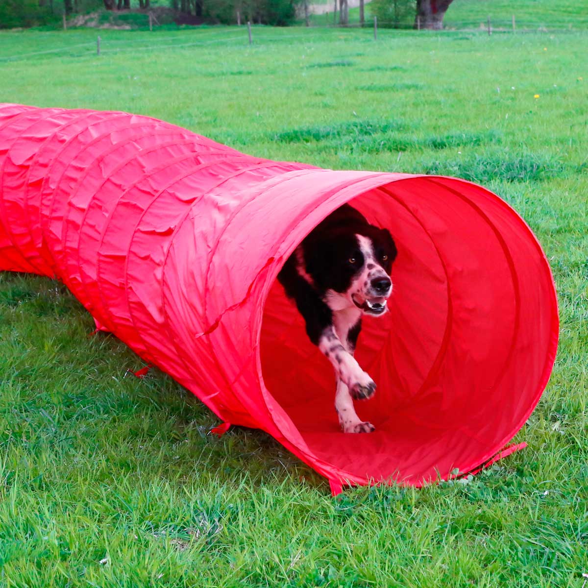 Agility Hundetunnel 5m Agility Hundetunnel 5m