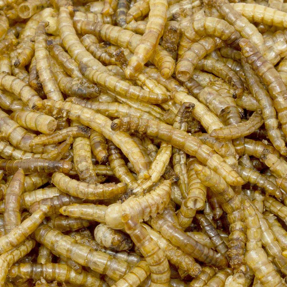 Leimüller viermi de făină uscați 1 kg