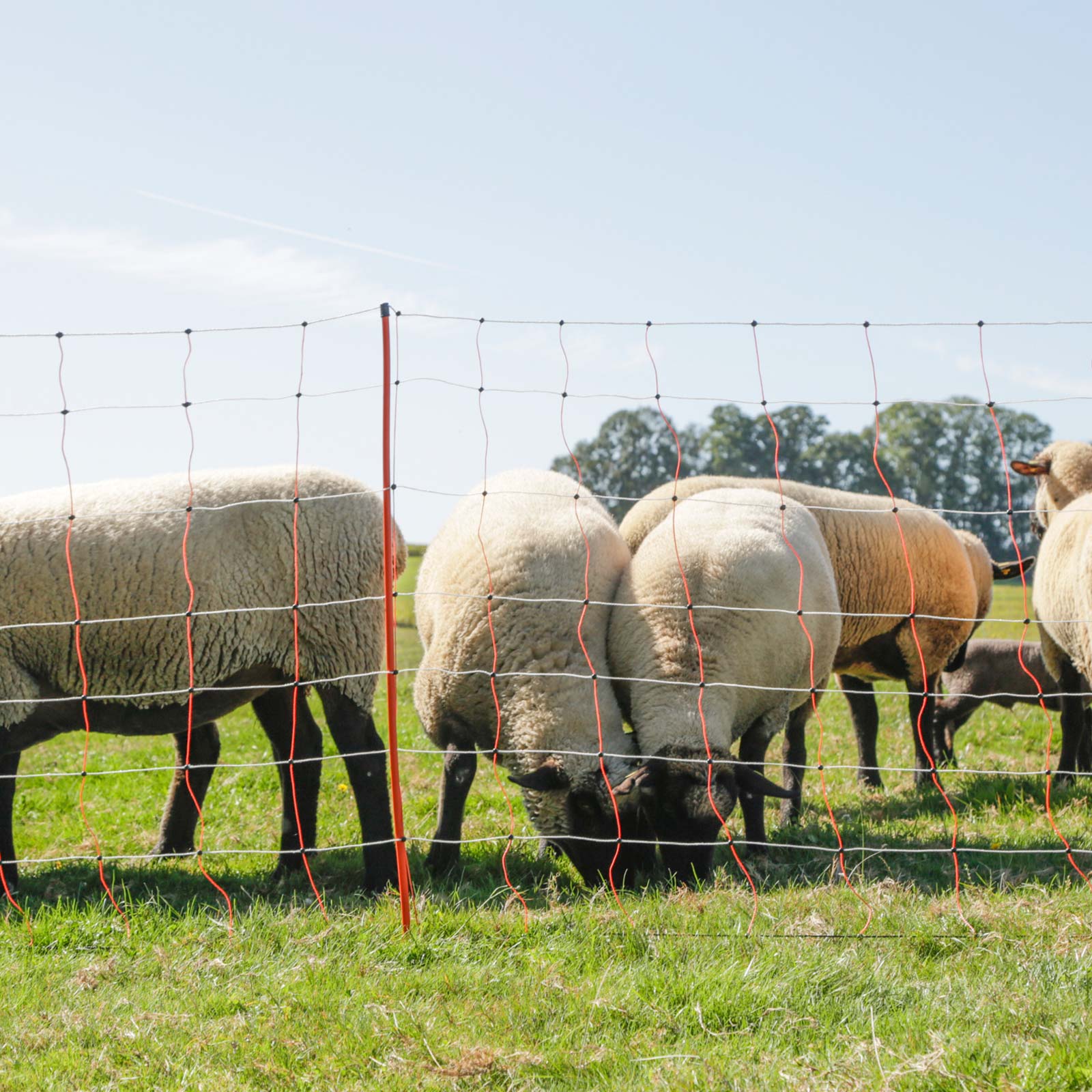 Kerbl plasă pentru oi electrificabilă, cu vârf dublu, alb-portocaliu, 50 m x 90 cm