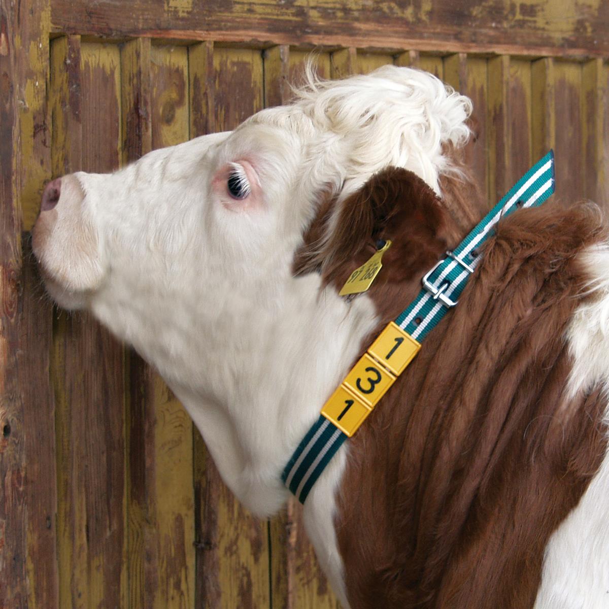 Bandă de marcare a gâtului pentru vaci alb/negru 90 cm