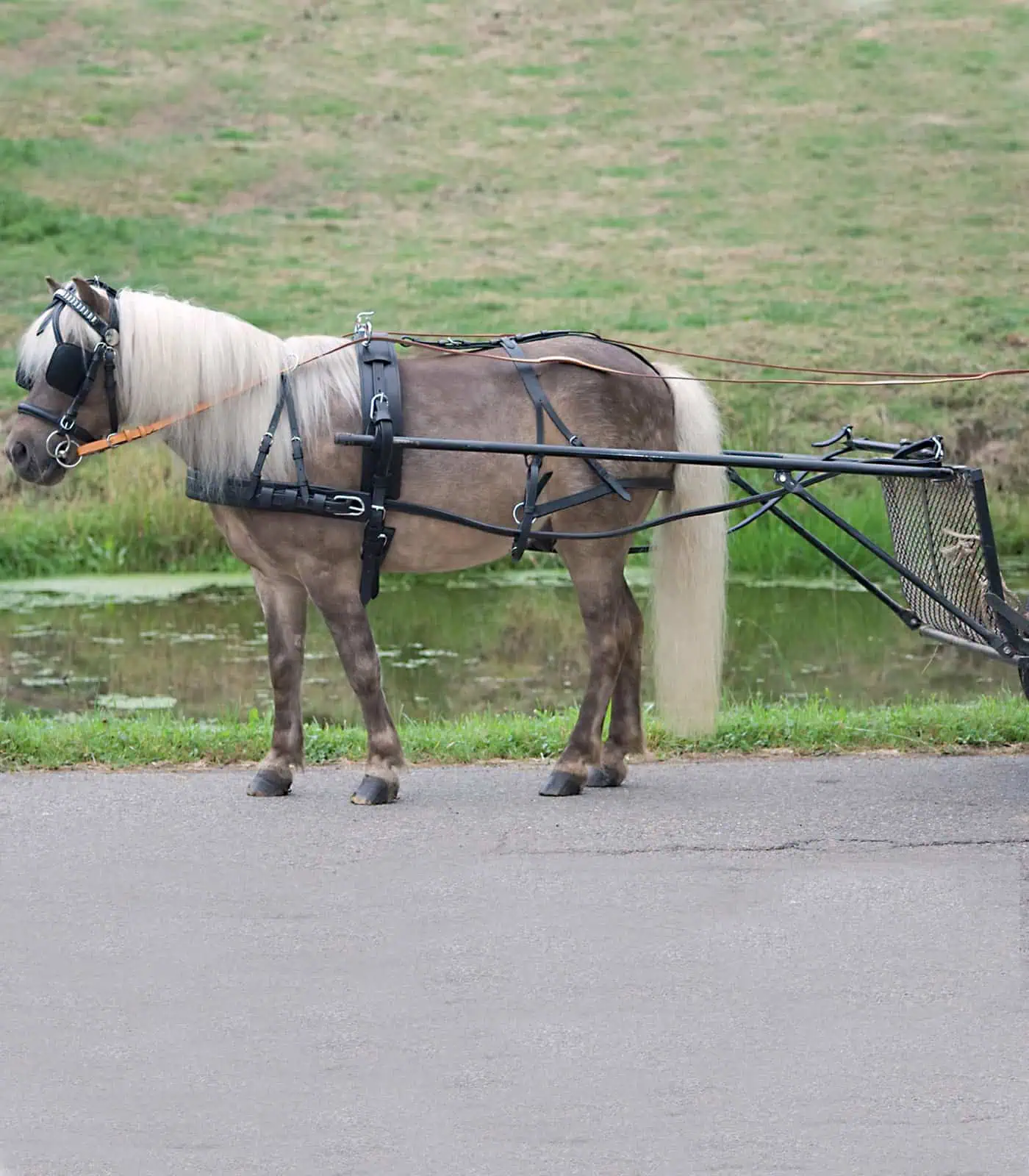 Economic Single Harness, Pony and Shetty black Shetty