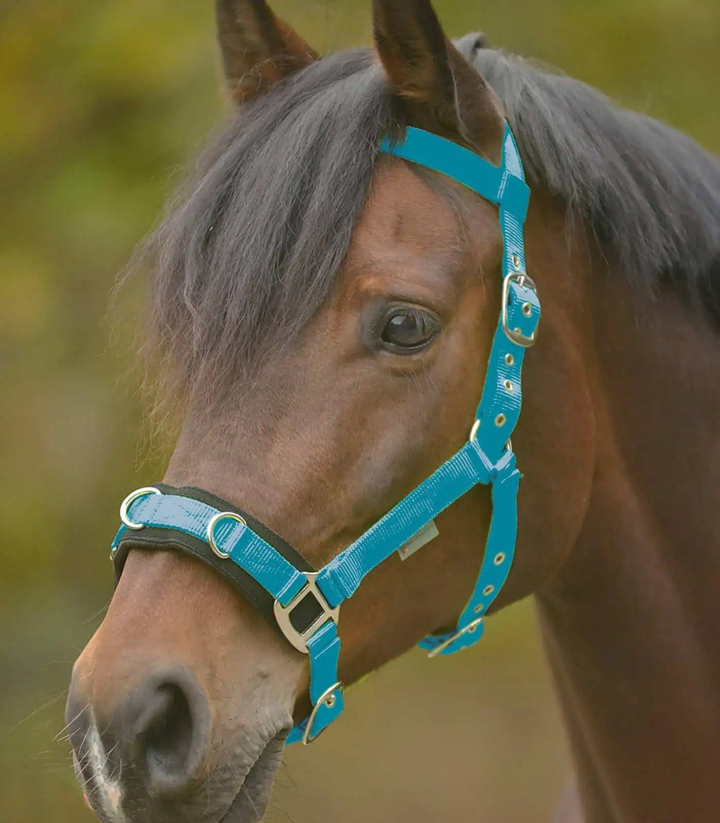 Economic Lunging Halter azure blue FULL