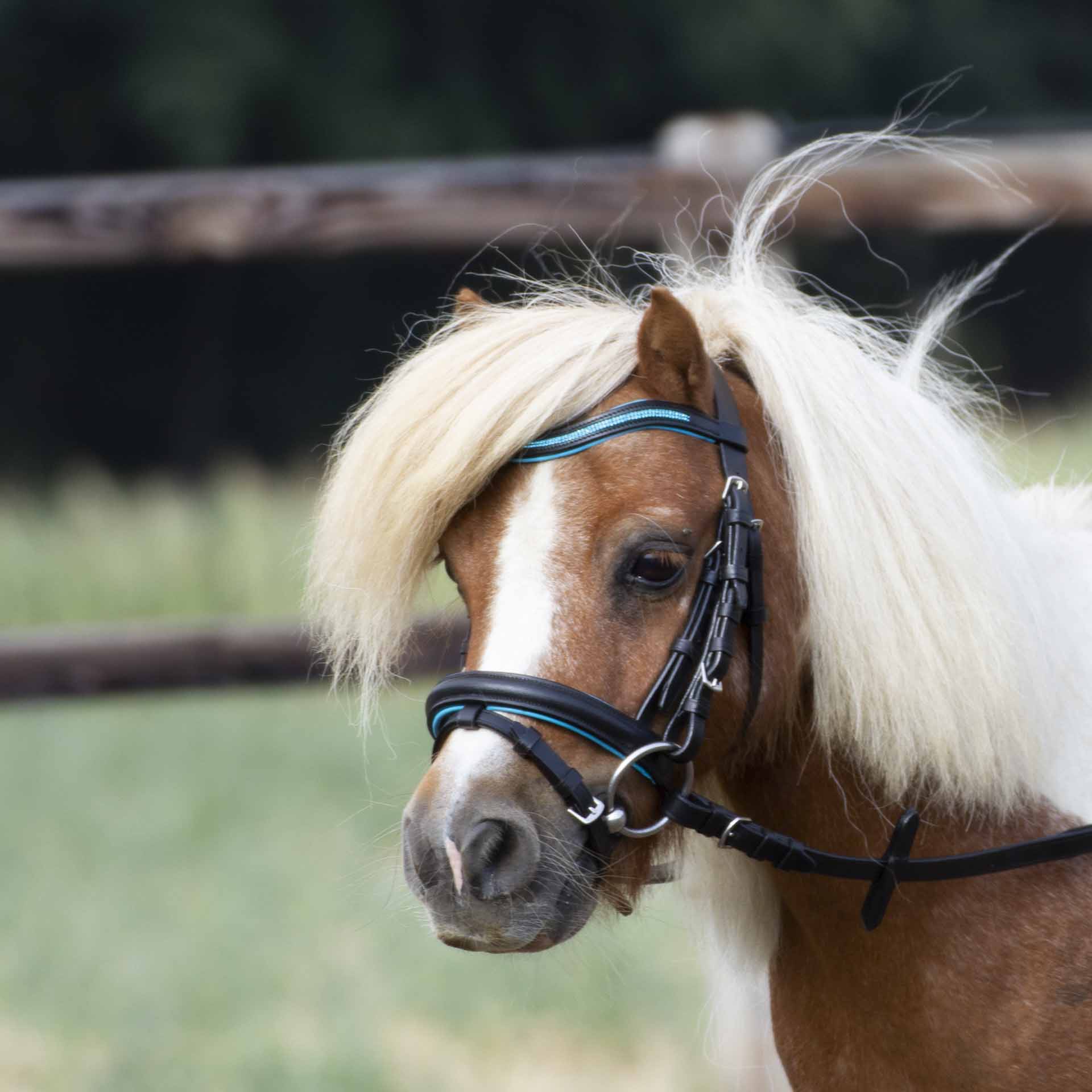 BUSSE Snaffle LITTLE Mini-Shetty negru