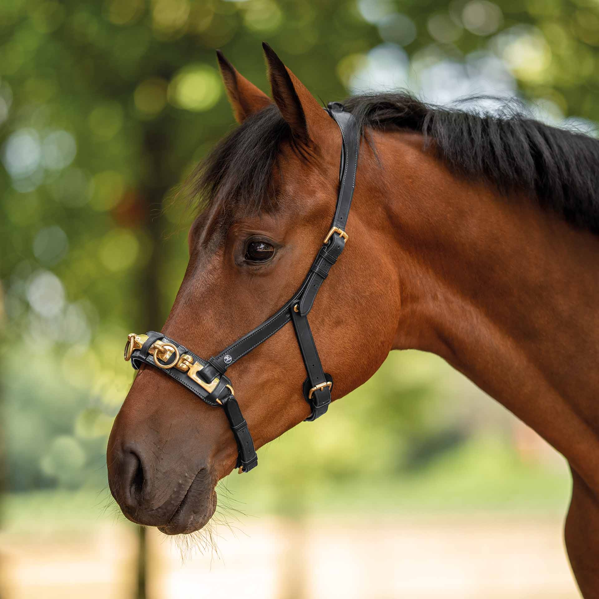 BUSSE Cavesson ANATOMIX COB / FULL negru BUSSE Cavesson ANATOMIX COB / FULL negru