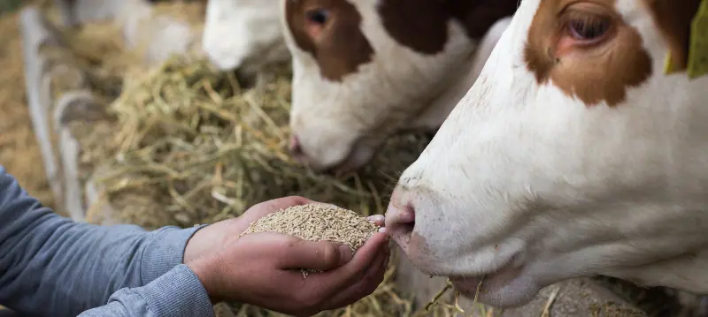 Furaje pentru bovine