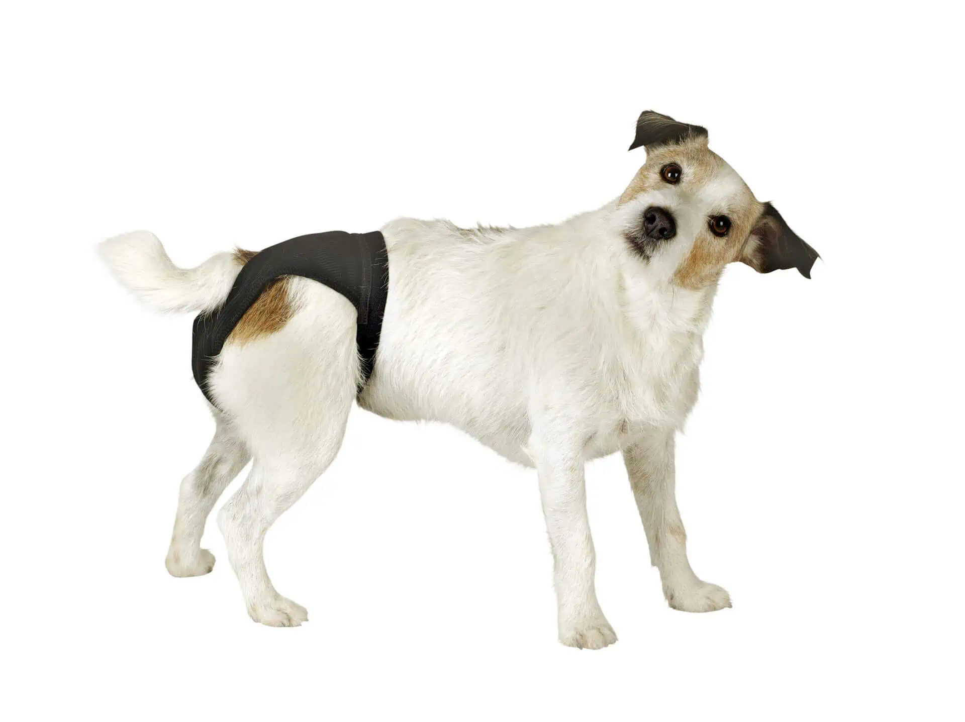 Pantaloni de protecție pentru câini de lux negru