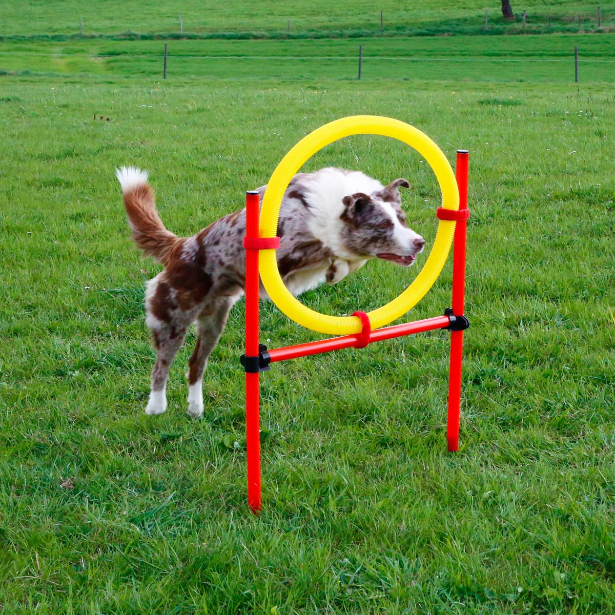 Agility Komplett-Set 3-teilig Agility Komplett-Set 3-teilig