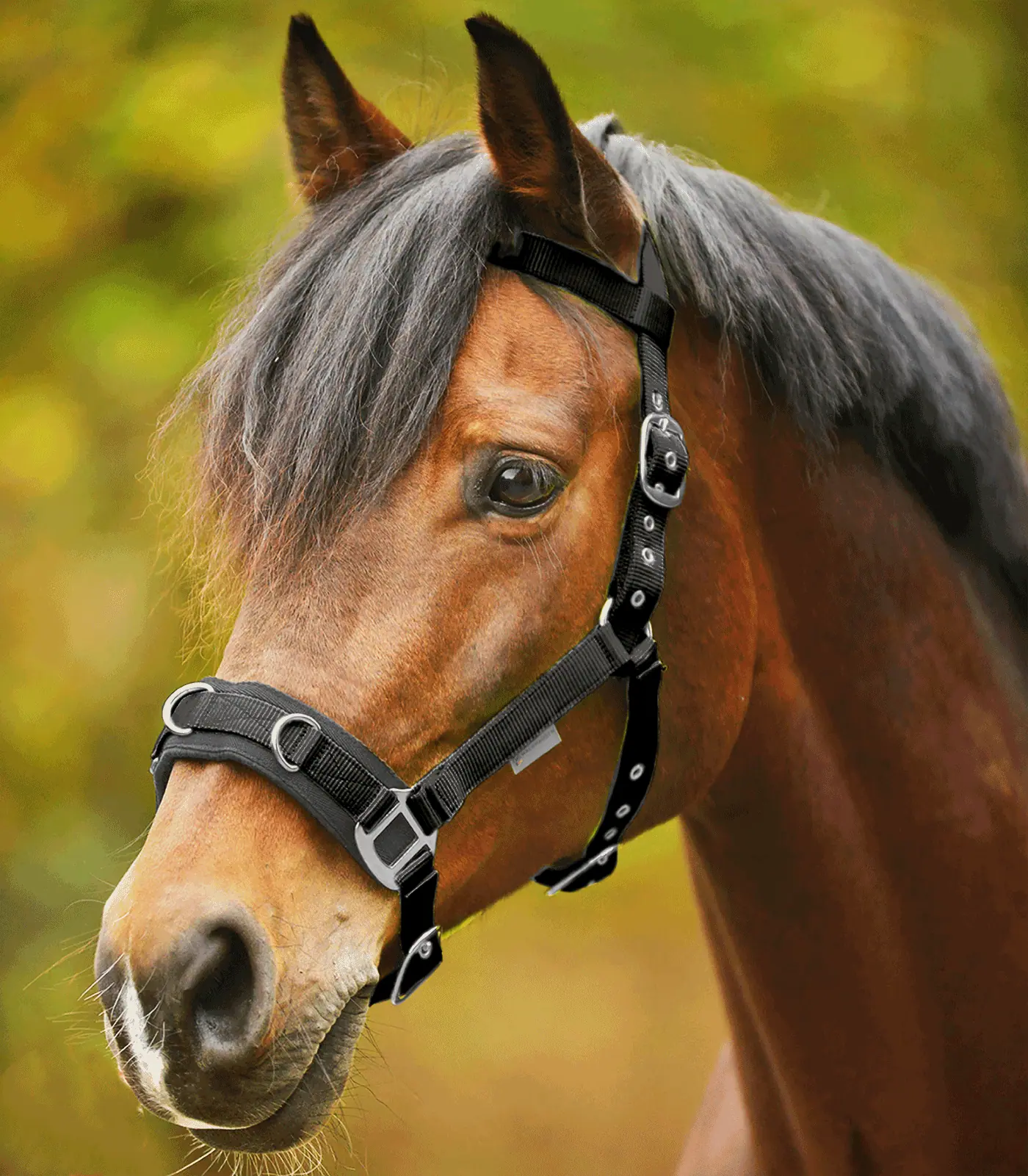 Economic Lunging Halter black COB