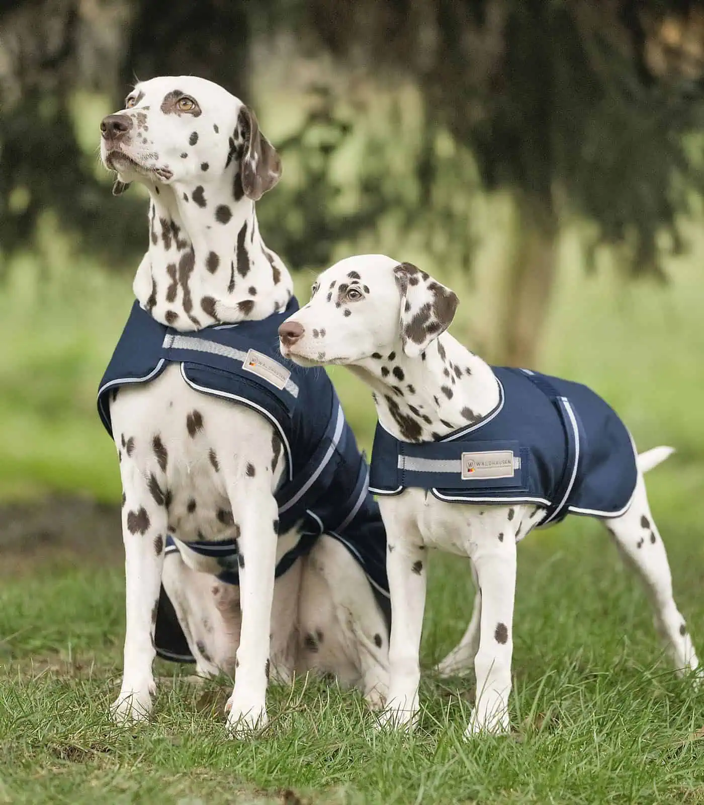 Dog Raincoat marine 35