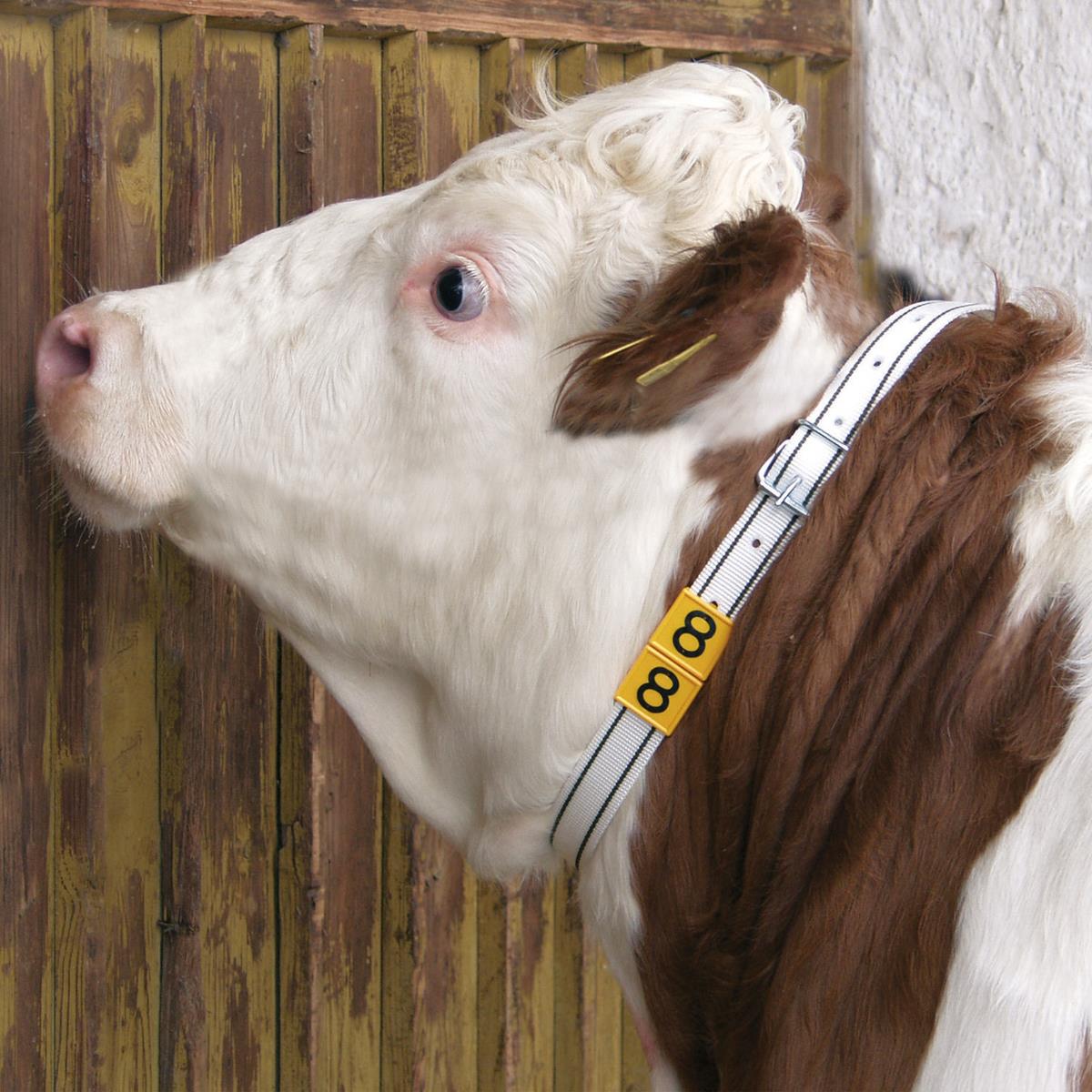 Bandă de marcare a gâtului pentru vaci alb/negru 90 cm