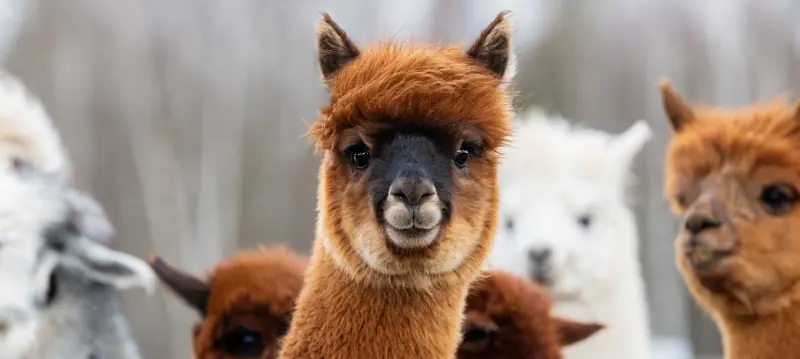 Hrană Pentru Alpaca