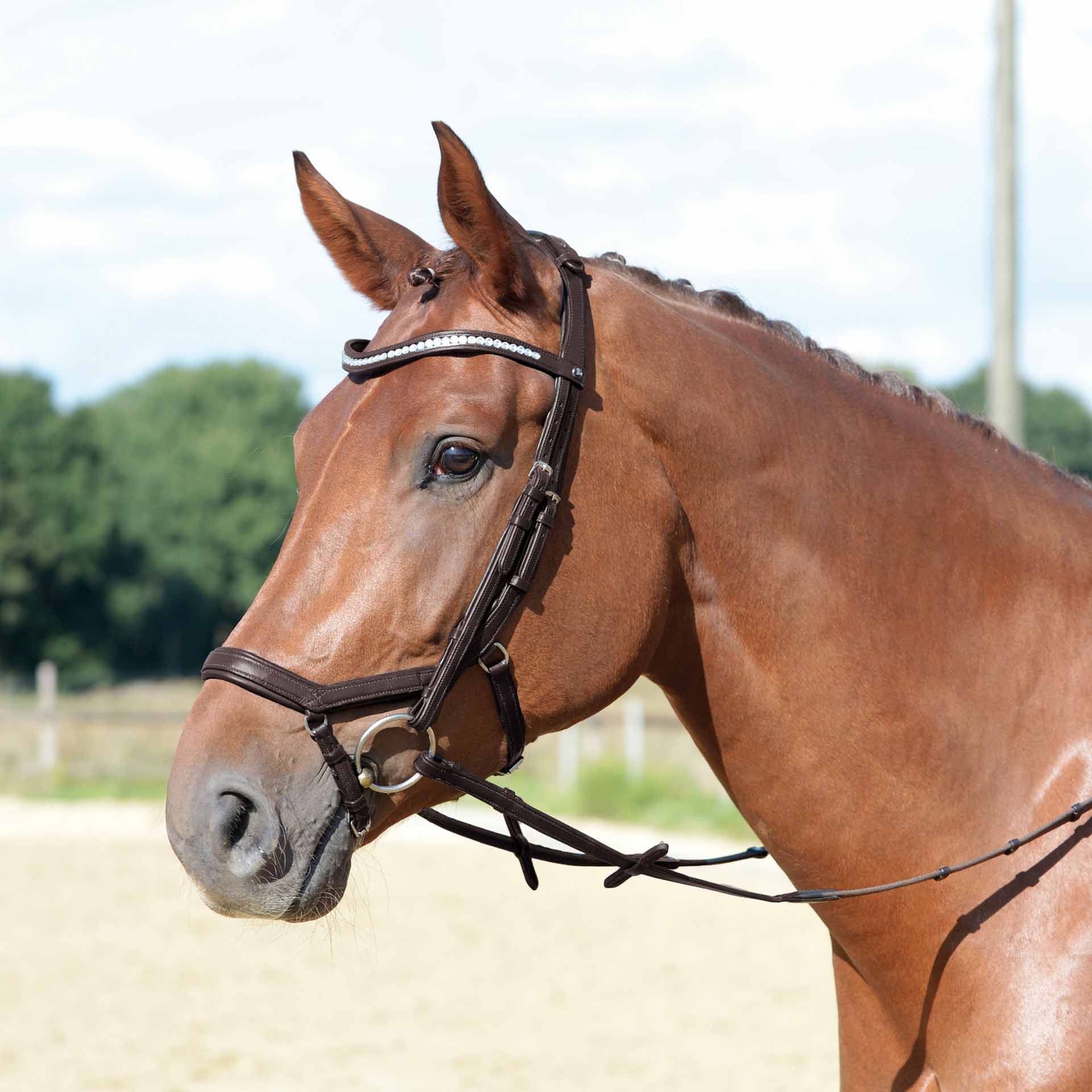 BUSSE Snaffle EMOTION Ponei maro